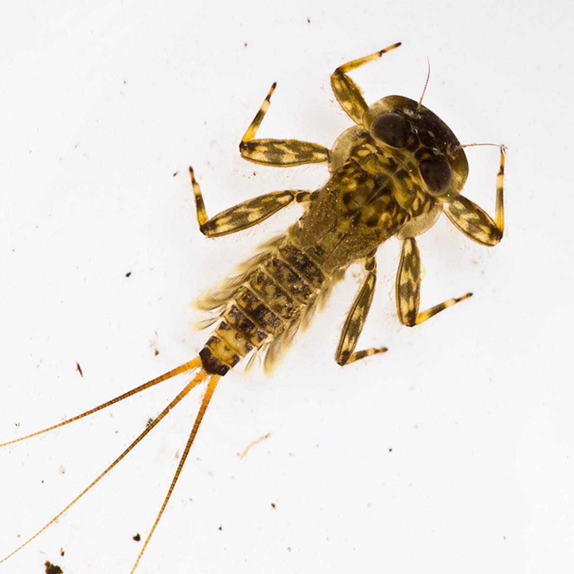 Mayfly nymph Genus Ecdyonurus, indicators high water quality. Picture courtesy of Jon Beresford.