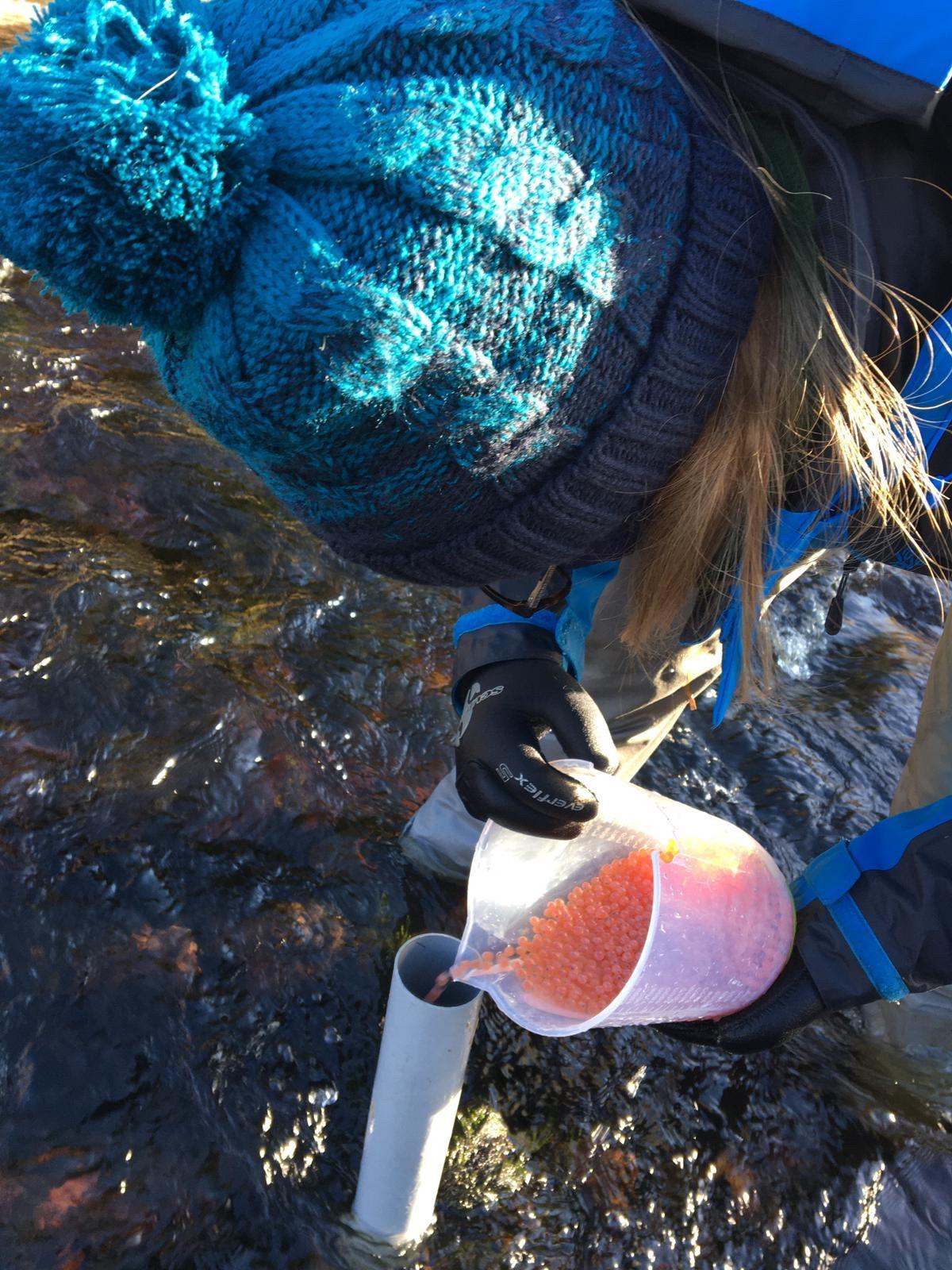 Artificial Stocking and Salmon Hatcheries