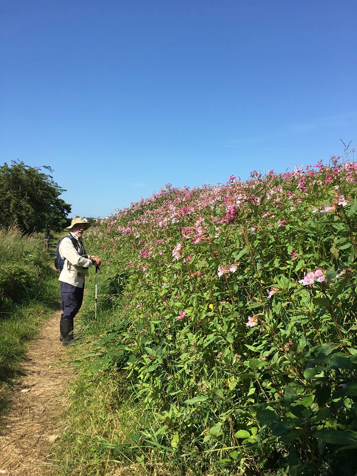 controlling-invasive-non-native-plants-galloway